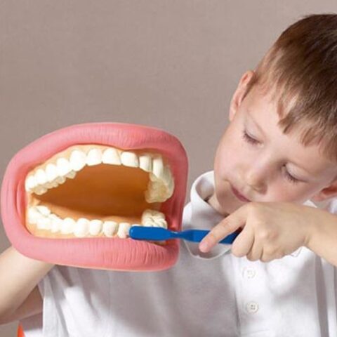 Giant Teeth Cleaning Model