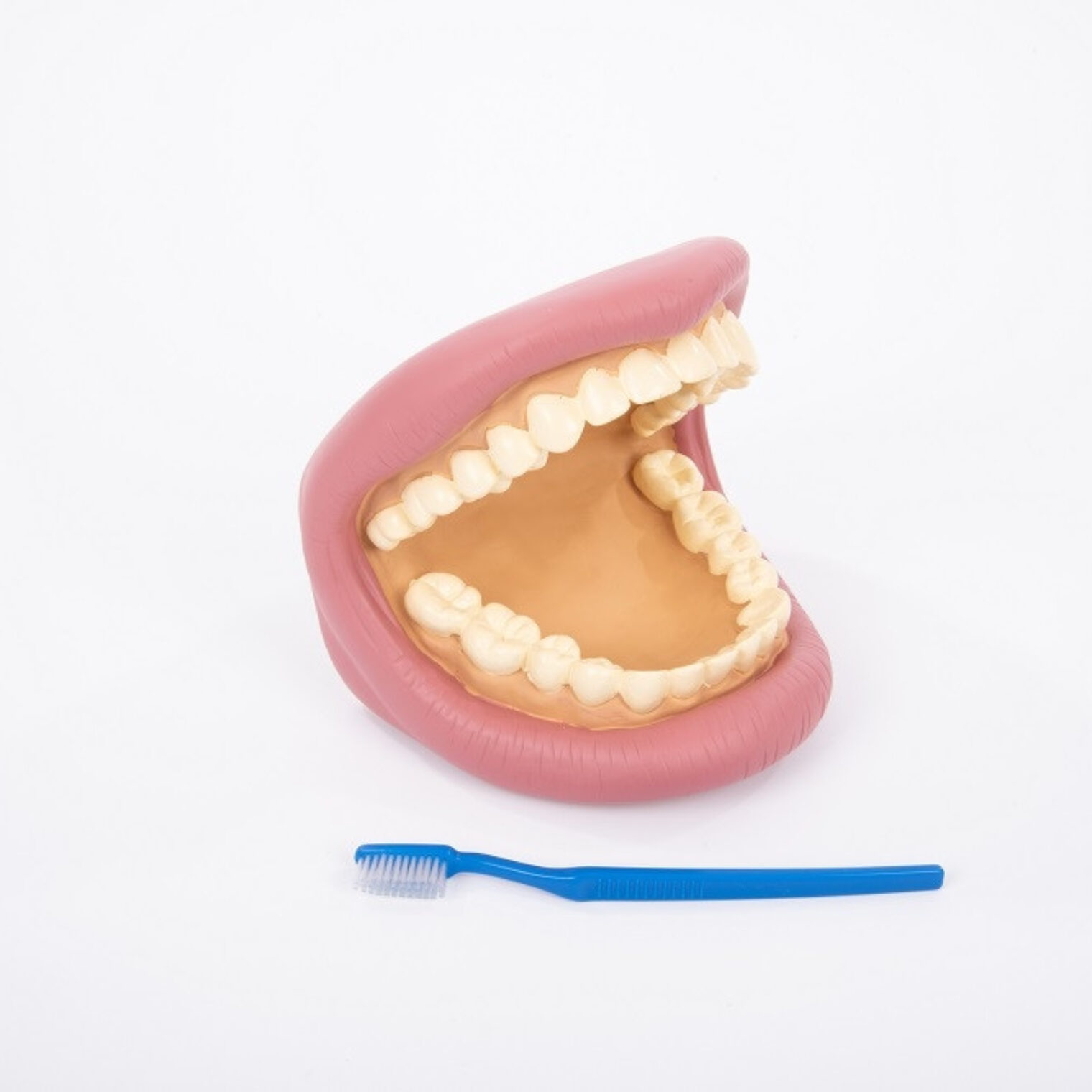 Giant Teeth Cleaning Model