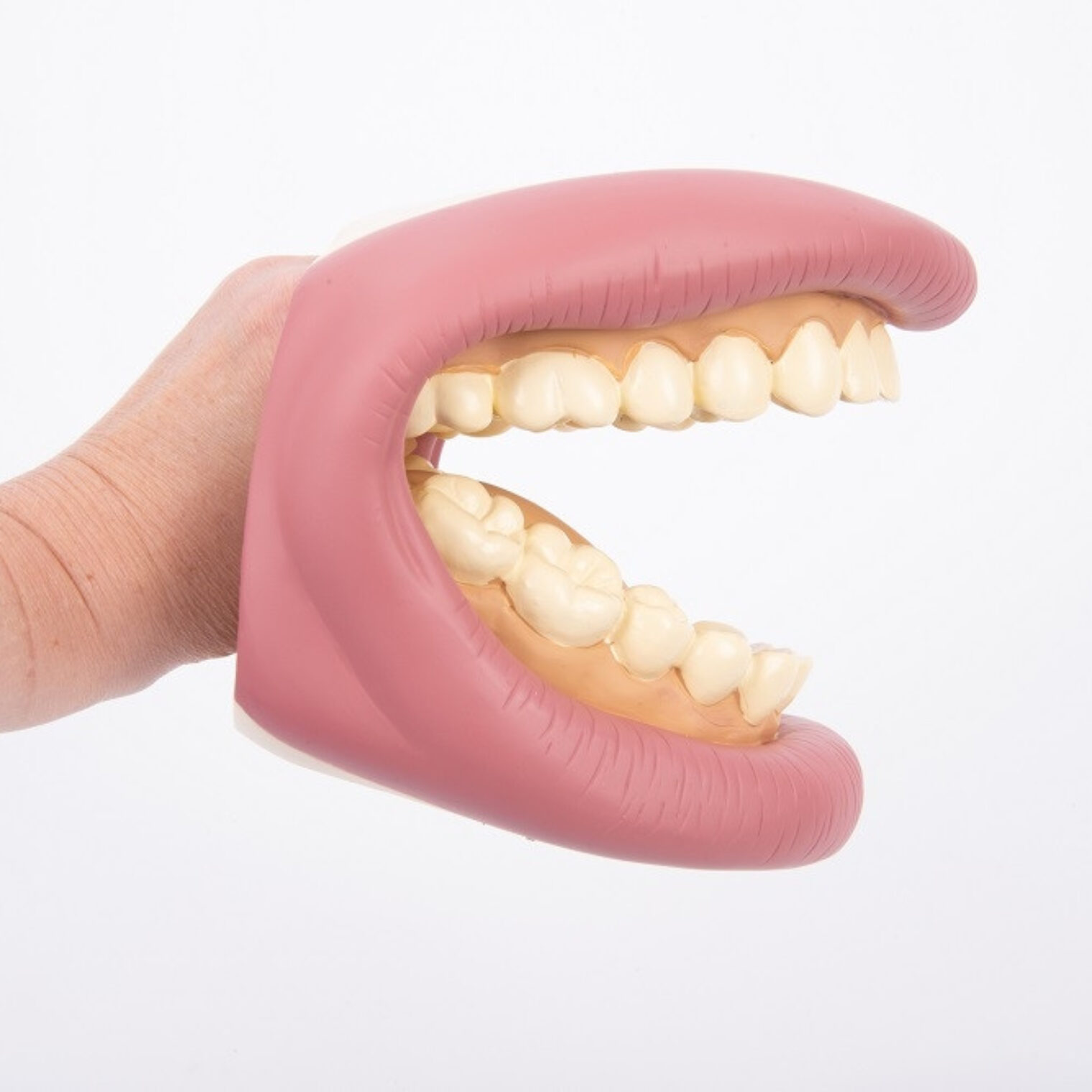 Giant Teeth Cleaning Model